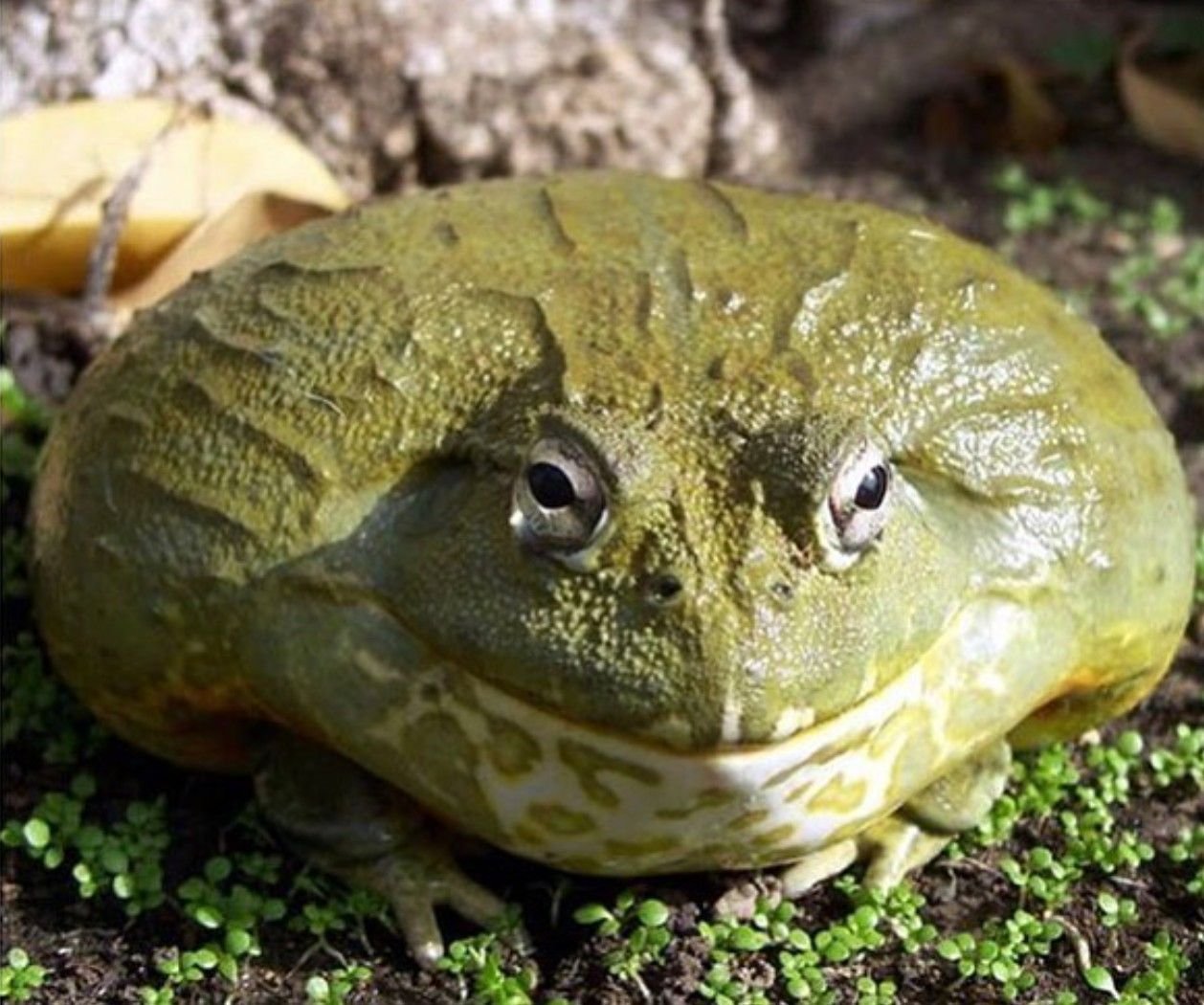 Elephant frog. Лягушка бык водонос. Африканский водонос лягушка. Лягушка-водонос (Pyxicephalus adspersus).