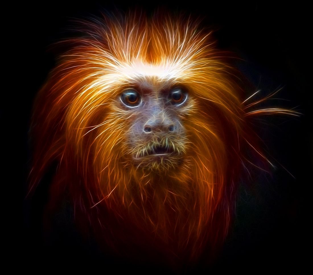 Золотистая львиная игрунка