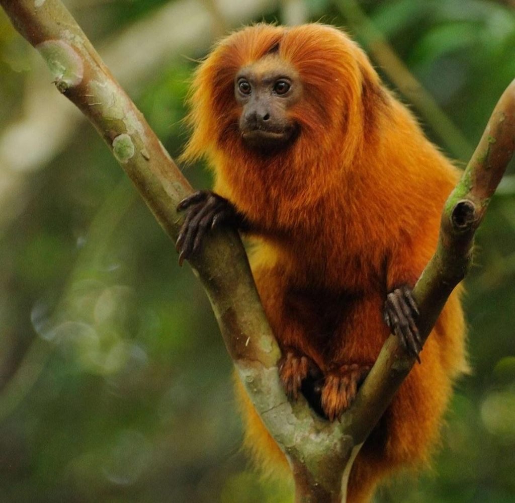 Золотистая львиная игрунка