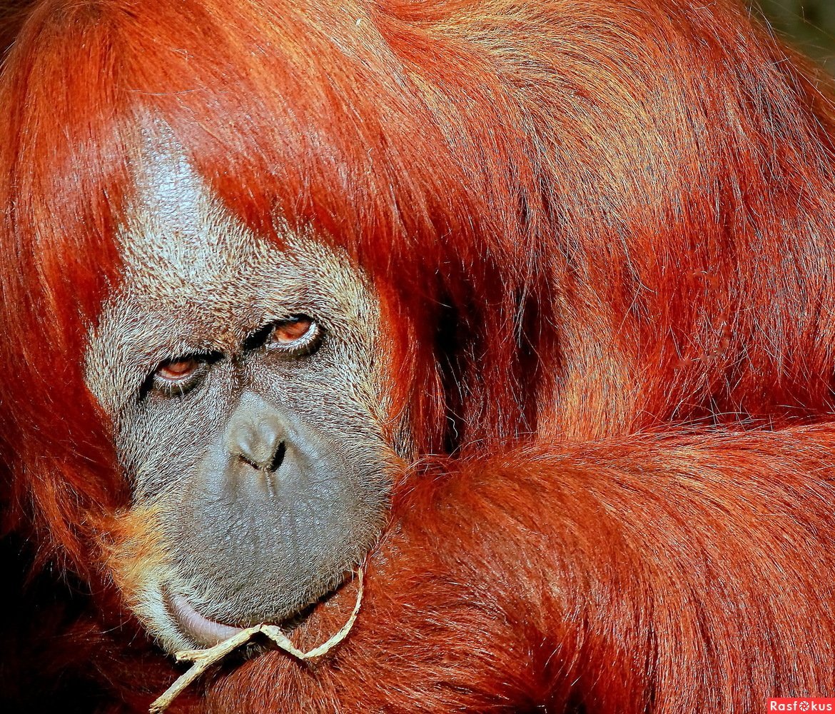 Борнеанский орангутанг