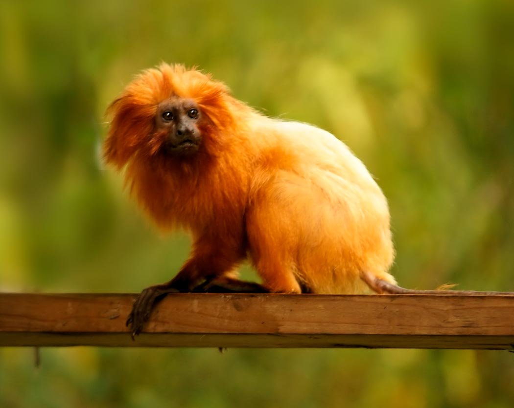 Золотистая игрунка