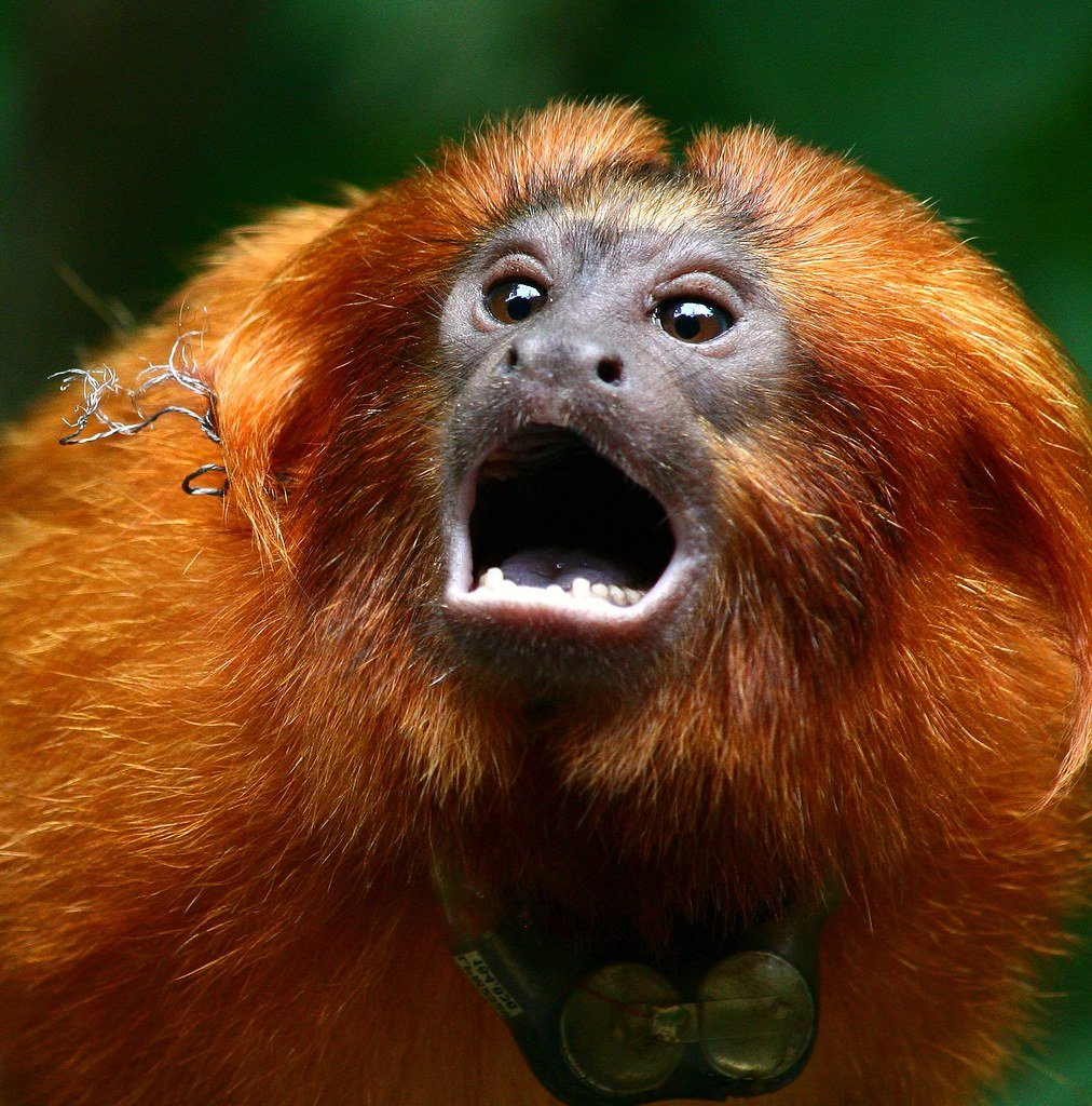 Рыжий Тамарин