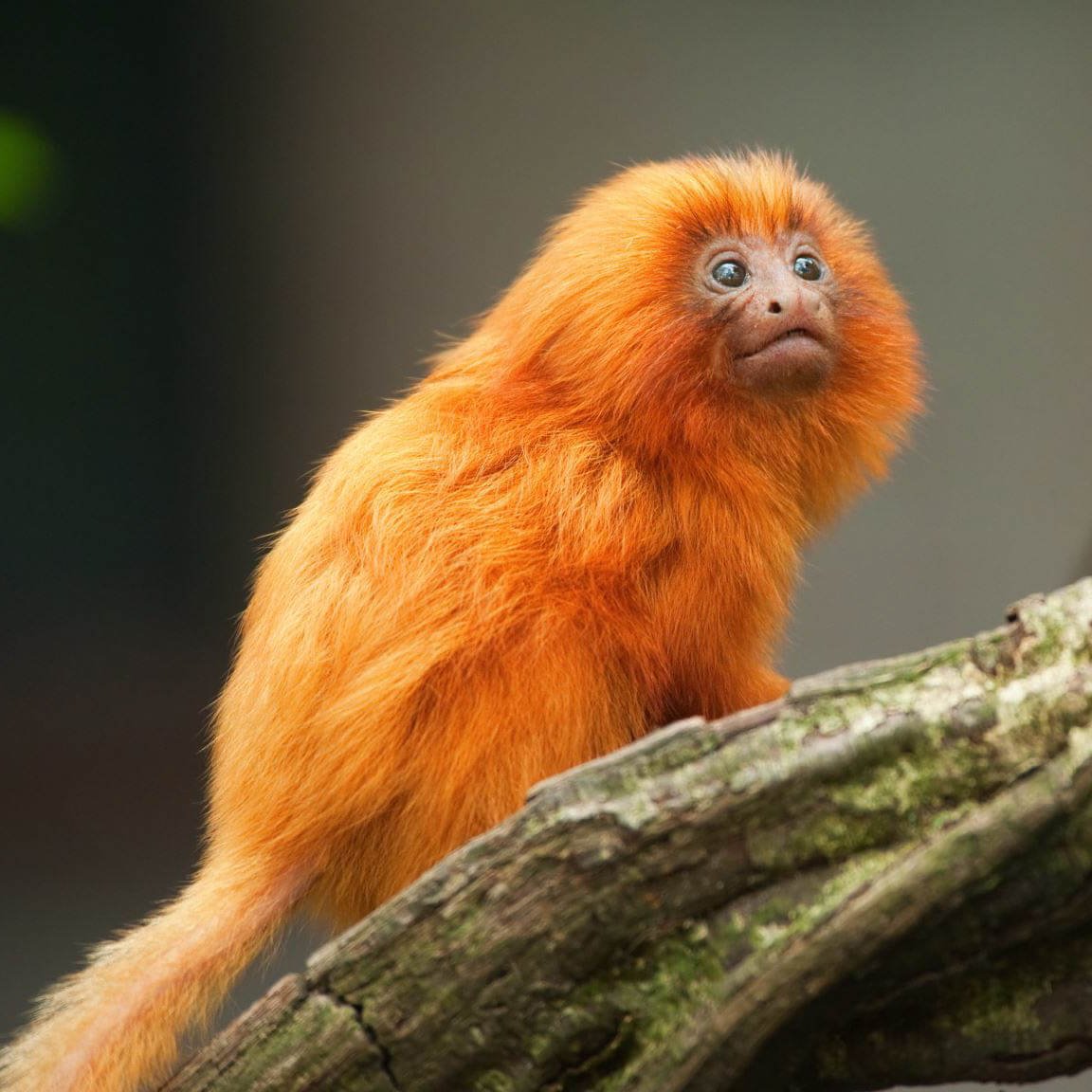 Обезьяна игрунка рыжая