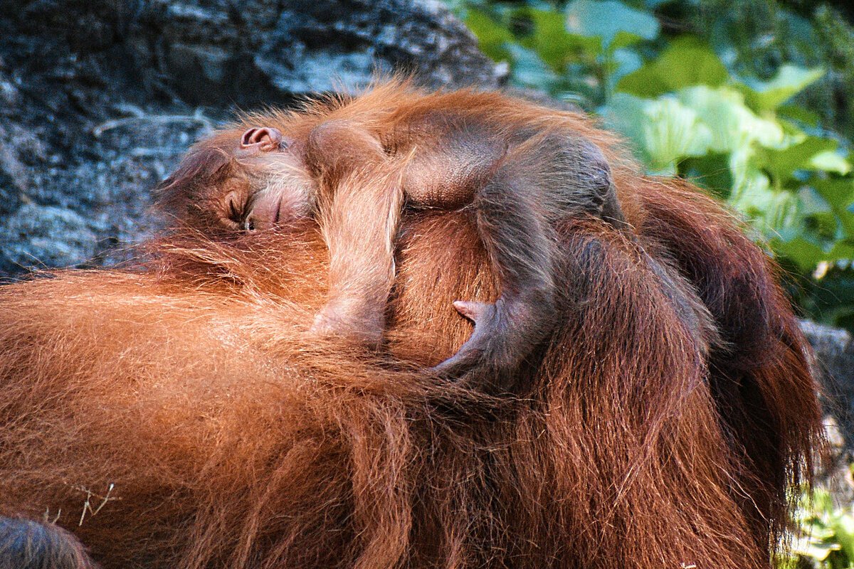 Орангутан Сэнди