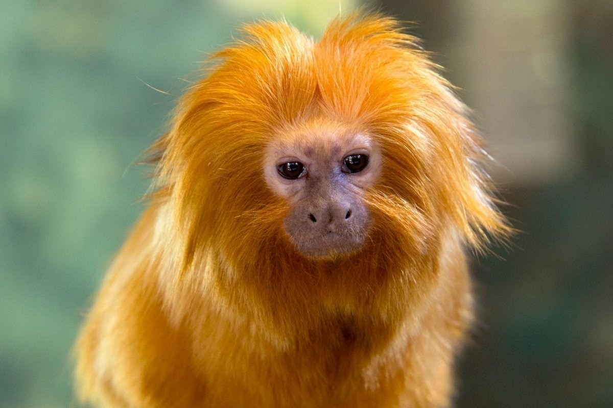 Золотой Лев Тамарин