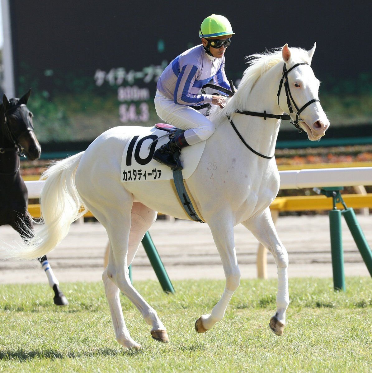 Английские чистокровные лошади на скачках