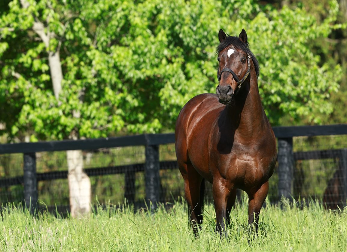 Порода лошадей Пегас