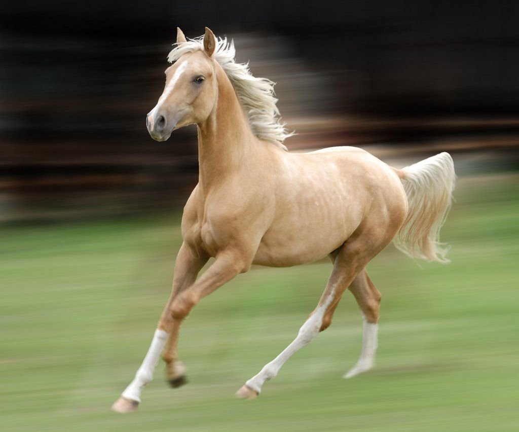 Ахалтекинская лошадь масти Паломино