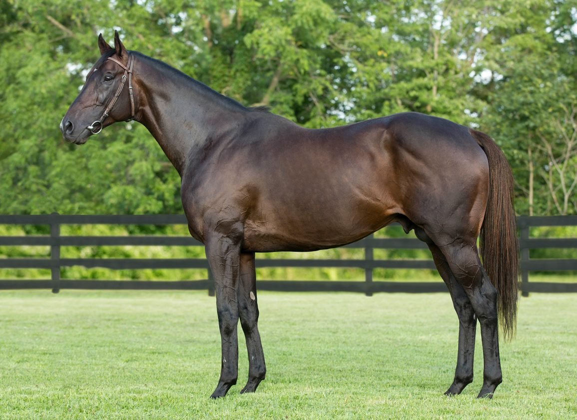 Уиннинг Брю лошадь