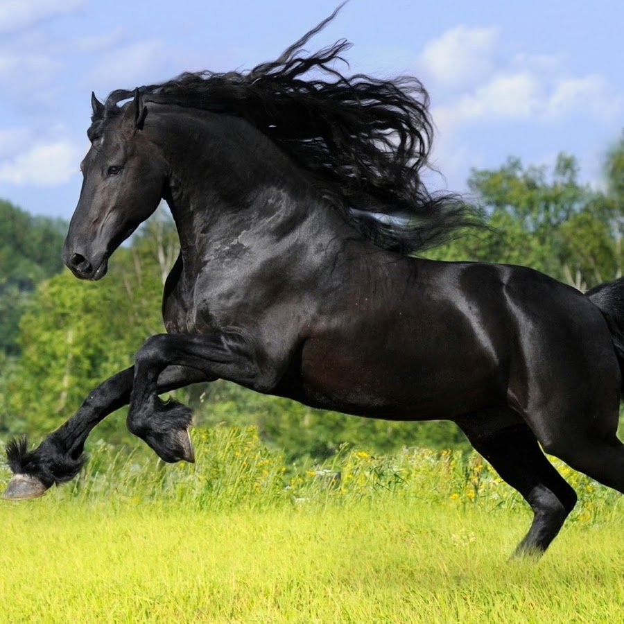 Гнедой Мустанг черный