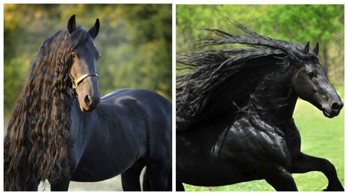 Фризская лошадь арт