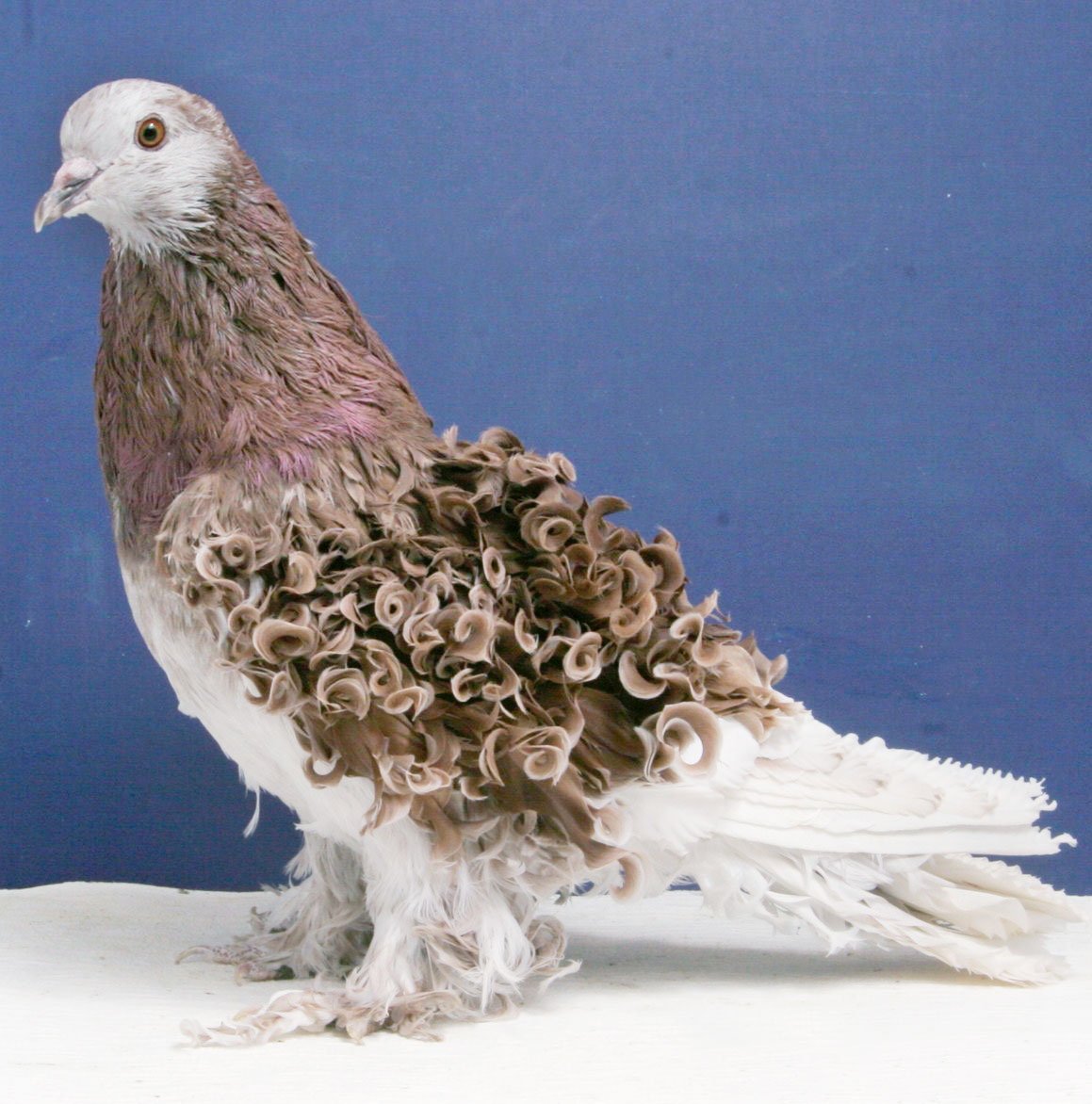 Голуби породы Богемская космоногая