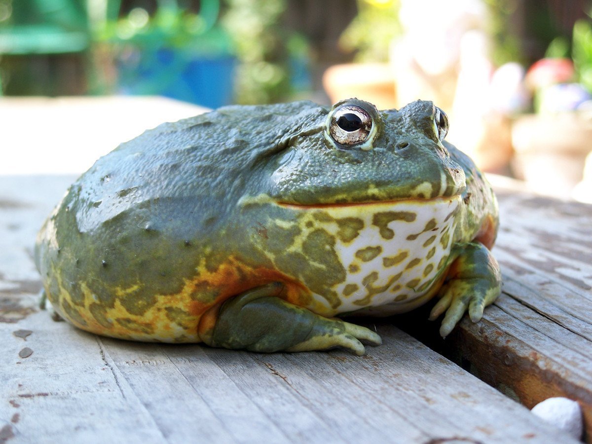 Elephant frog. Лягушка бык водонос. Североамериканская лягушка-бык. Лягушка водонос Голиаф. Африканская жаба Bullfrog.