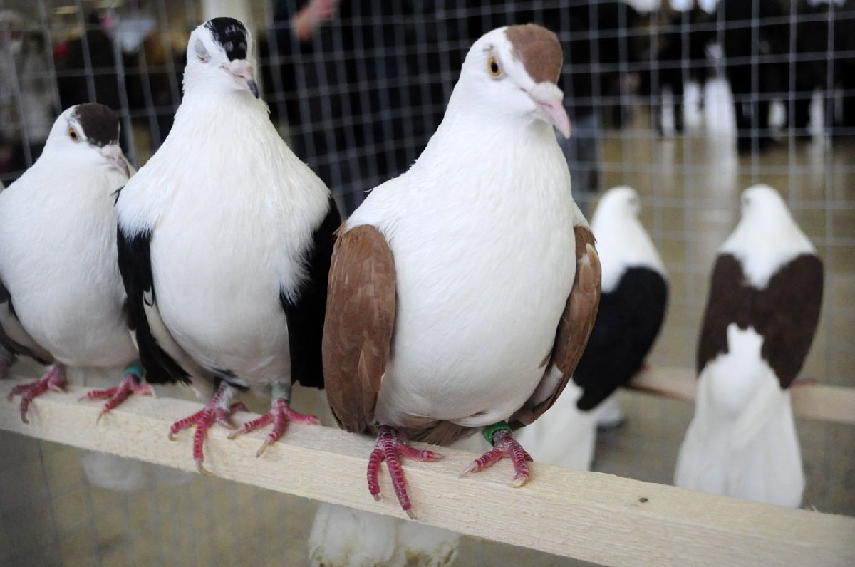 Голуби гривуны Воронежа и Воронежской области