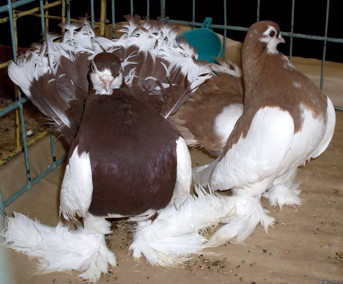 Декоративные и статные голуби