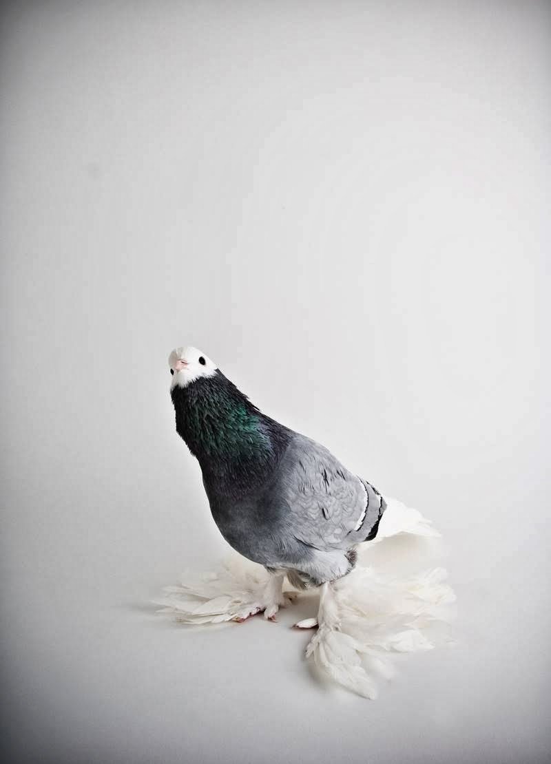 Необычные породы голубей