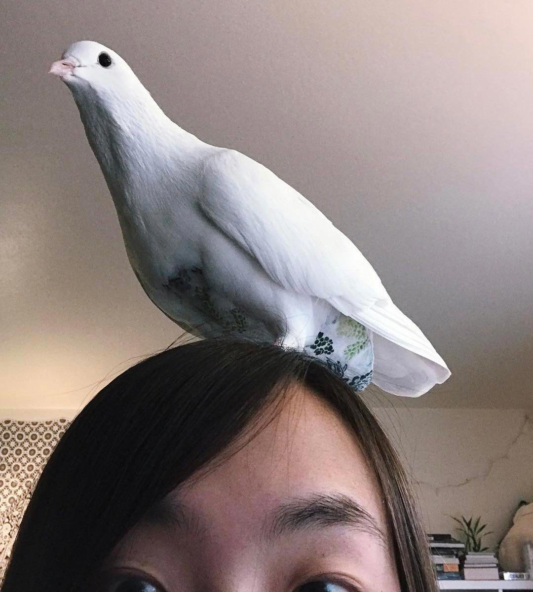 Красивые породы голубей