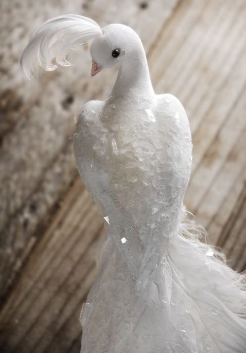 Необычные голуби