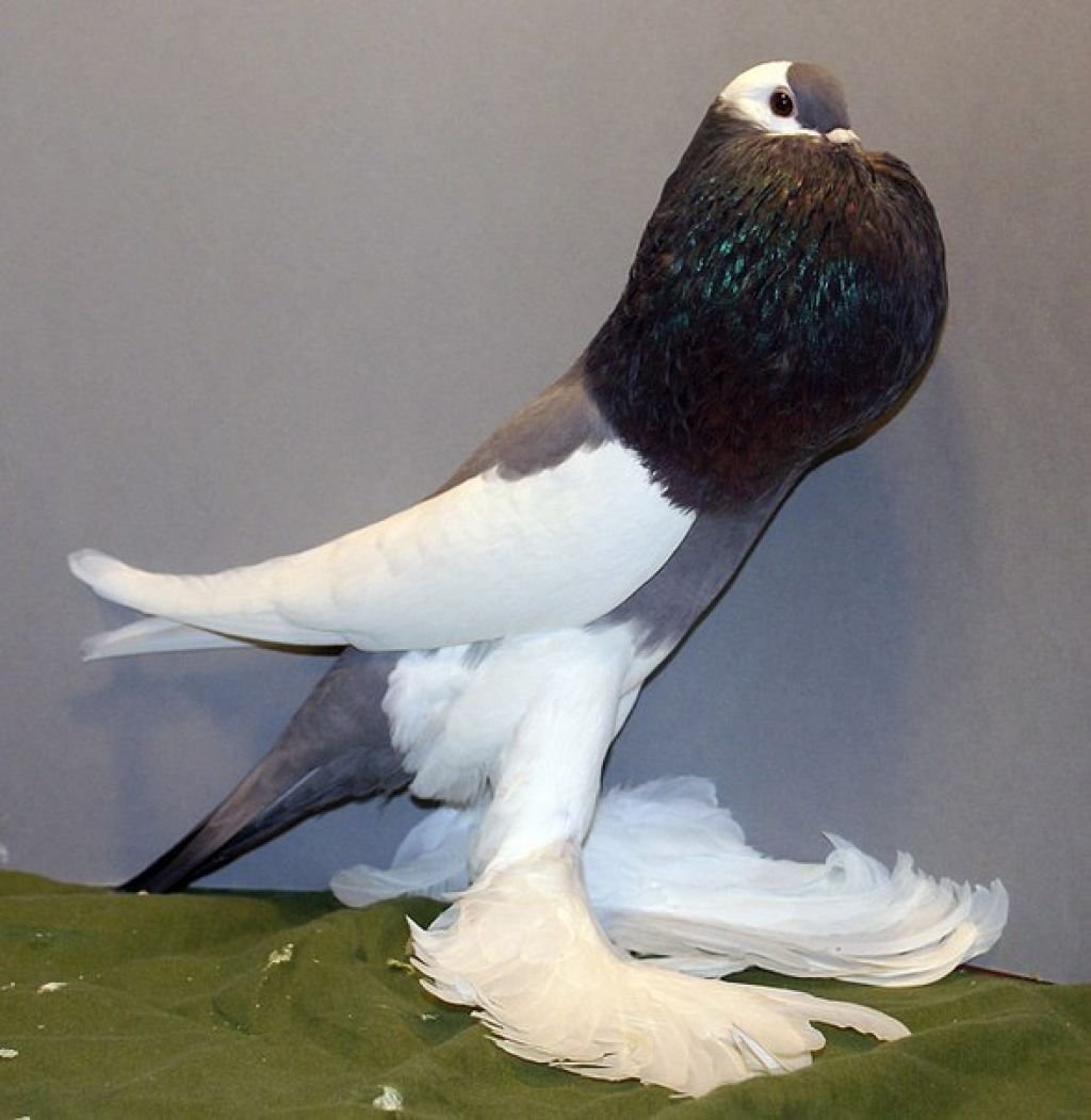 Породы голубей дутыши