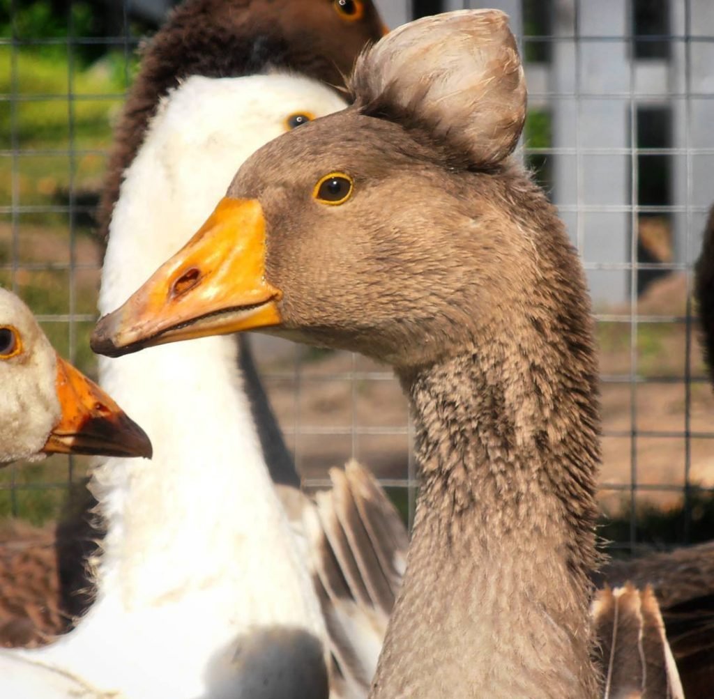Линда Королевская гуси порода