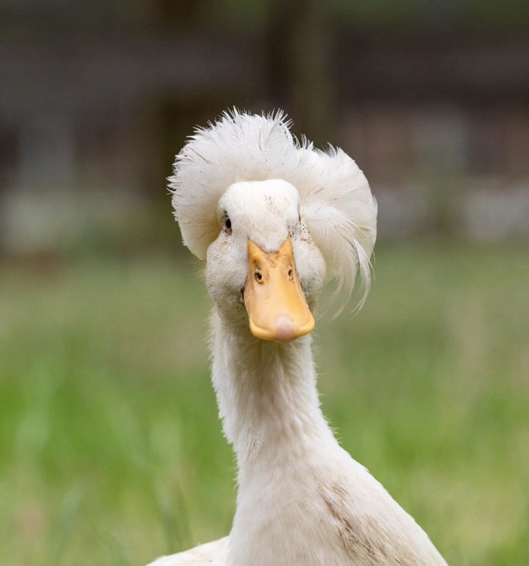 Пекинская хохлатая утка