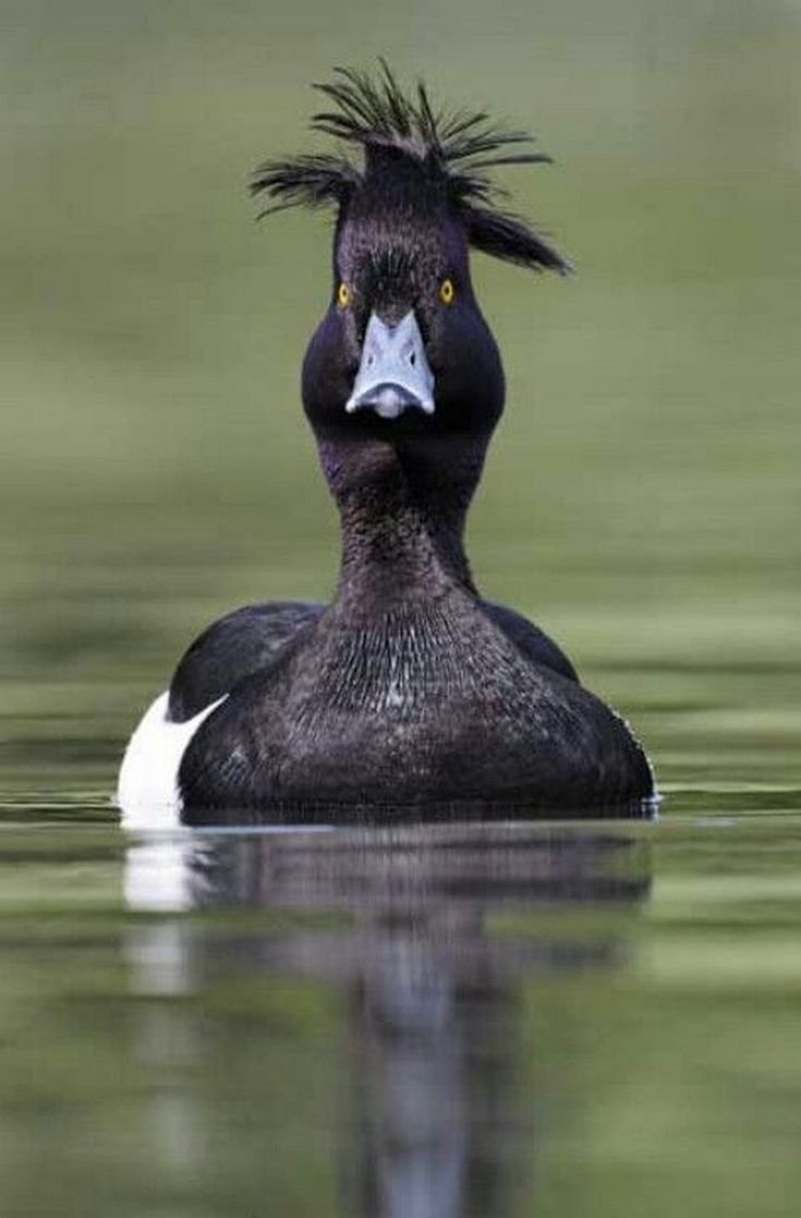 Хохлатая кряква