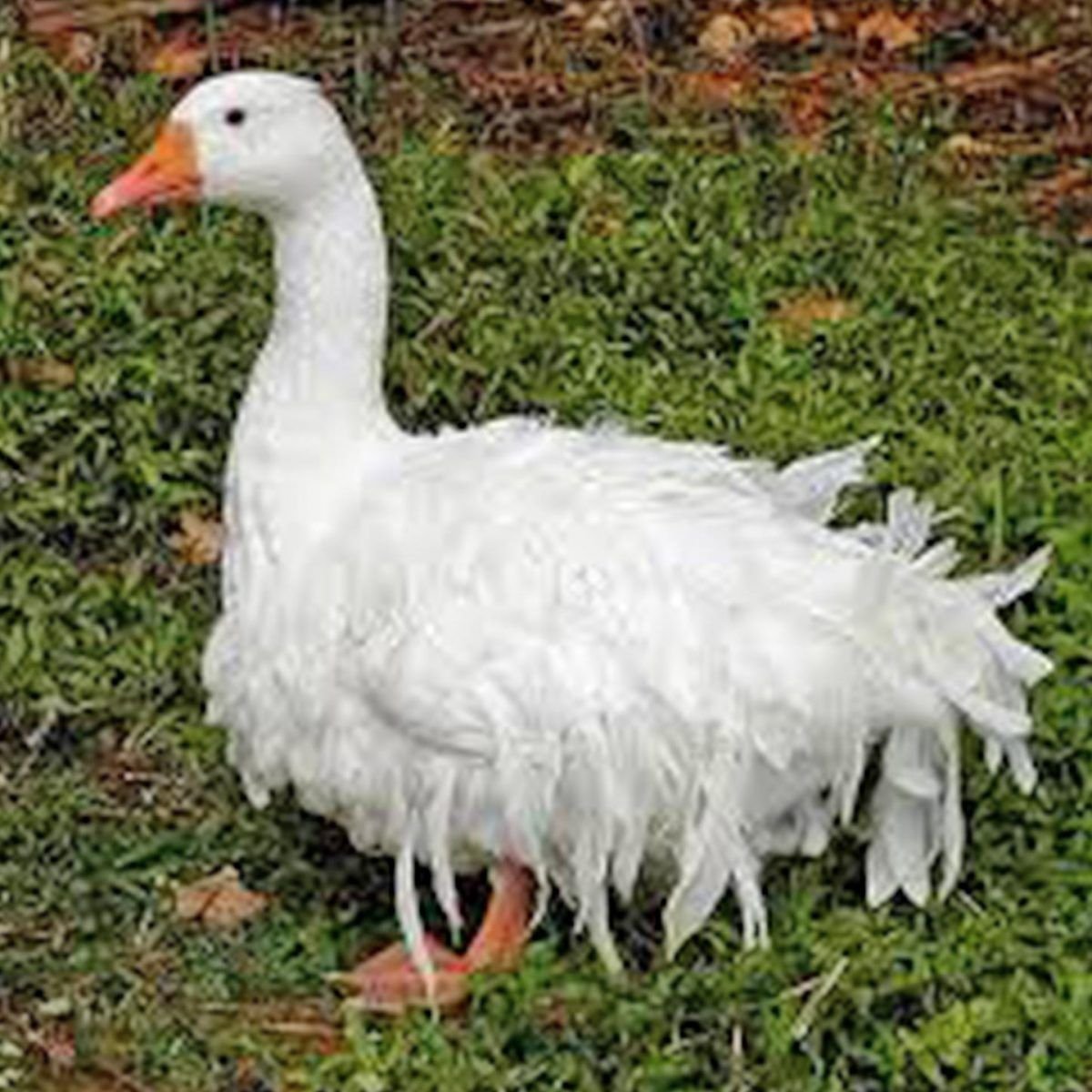 Королевский Гусь