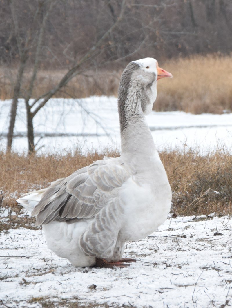 Хохлатые Холмогорские гуси