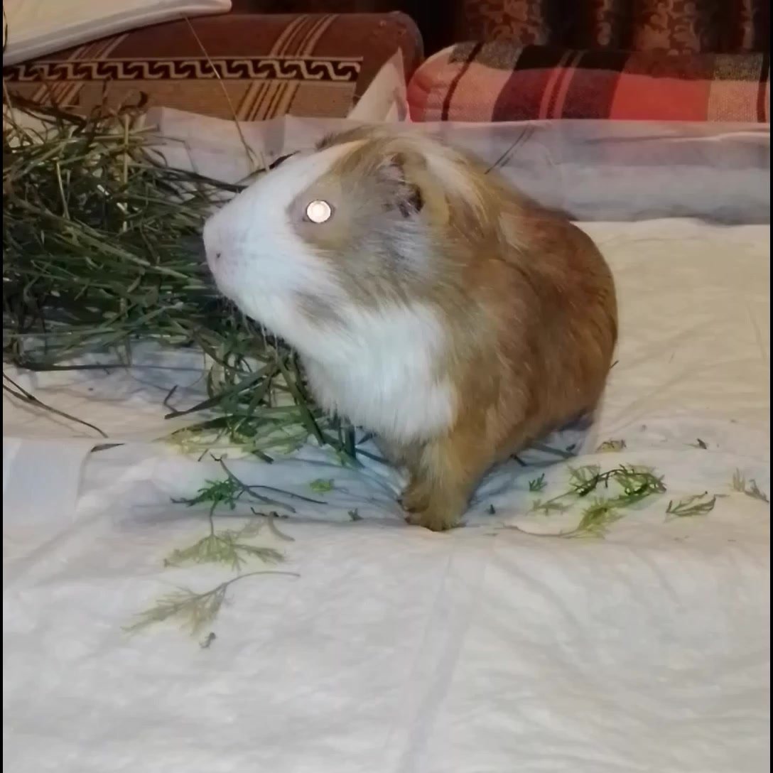 Морская свинья