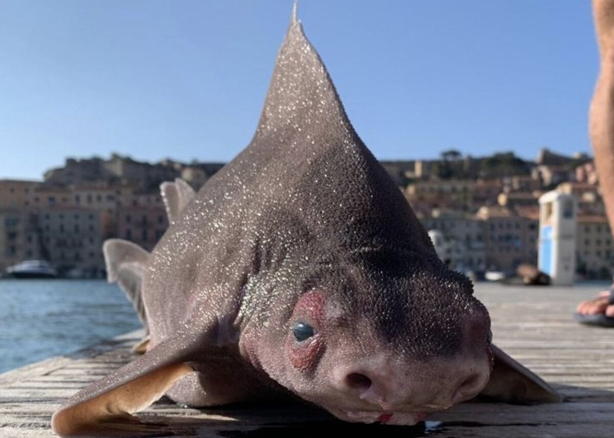 Обыкновенная центрина акула