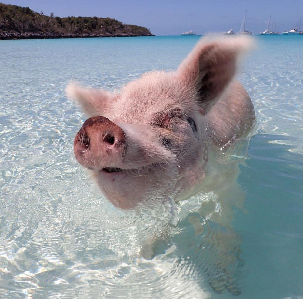 Свинка на пляже