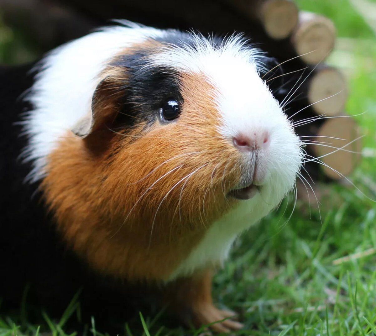 Морская Свинка трехцветная