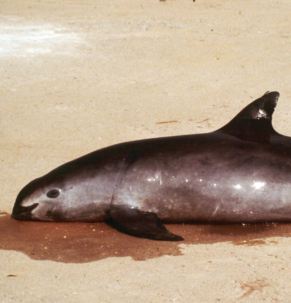 Калифорнийская морская свинья