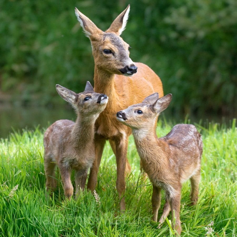 Сибирская косуля детеныш