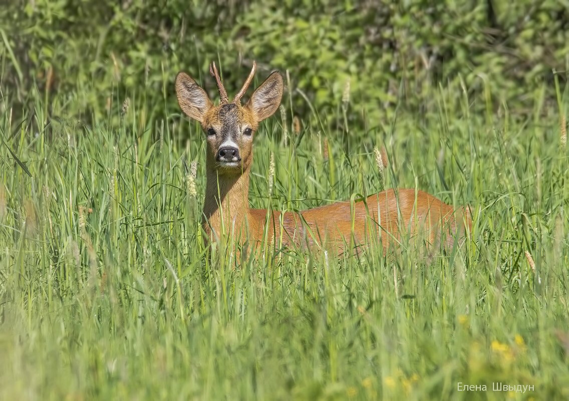 Косуля в Татарстане