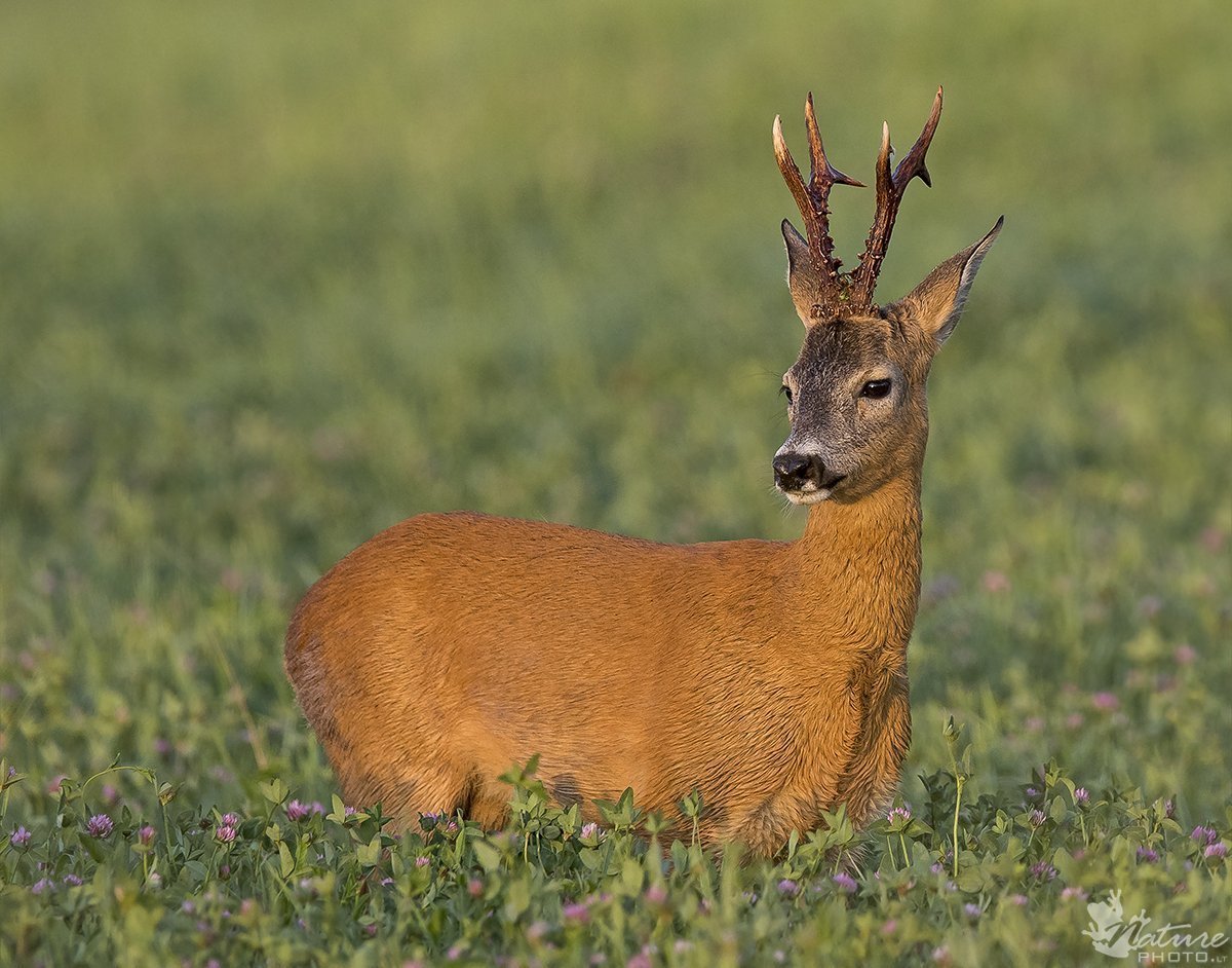 Сибирская косуля capreolus pygargus