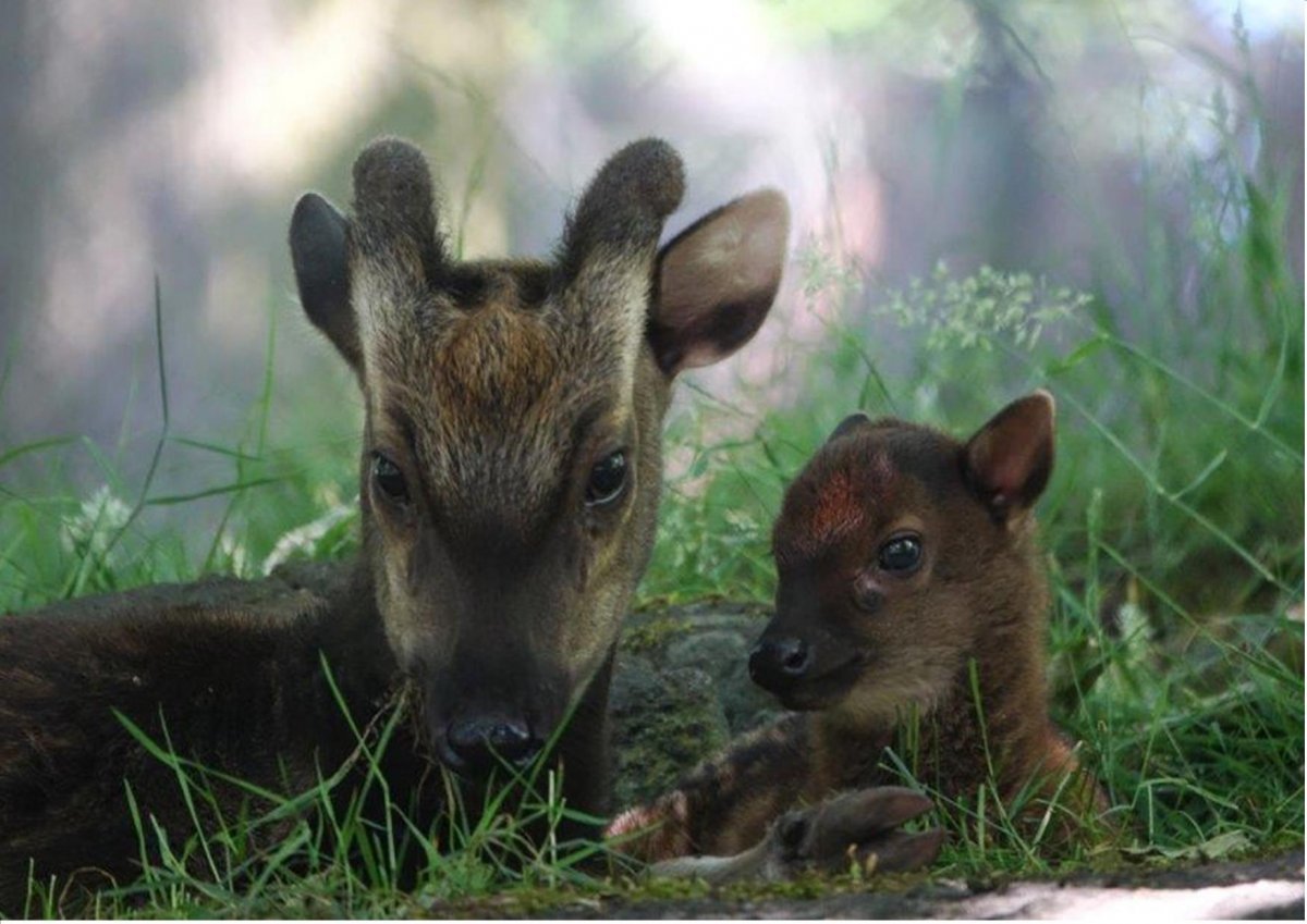 Северный Олененок