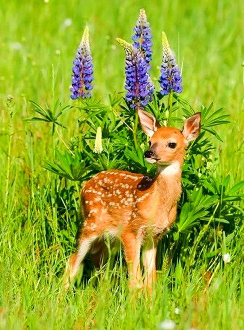 Пятнистый олень Оленята