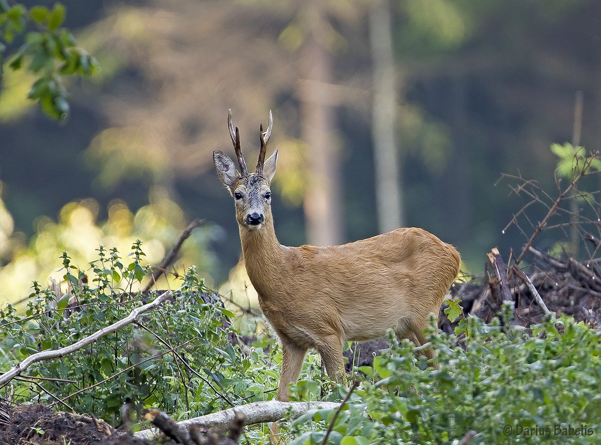 Джергинский заповедник Сибирская косуля