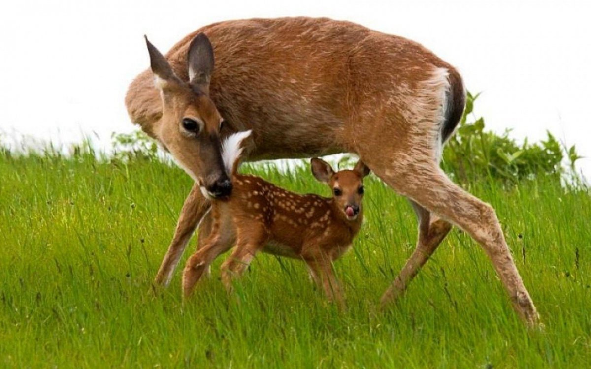 Олень и Олененок