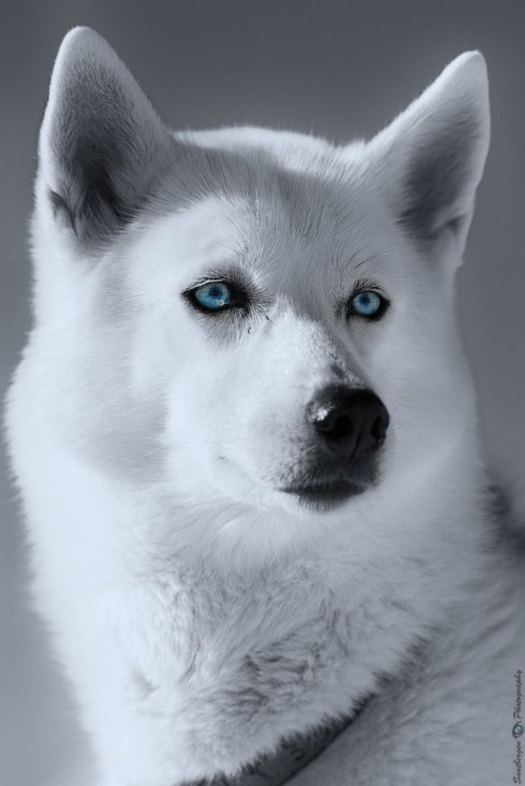 Сибирский хаски альбинос