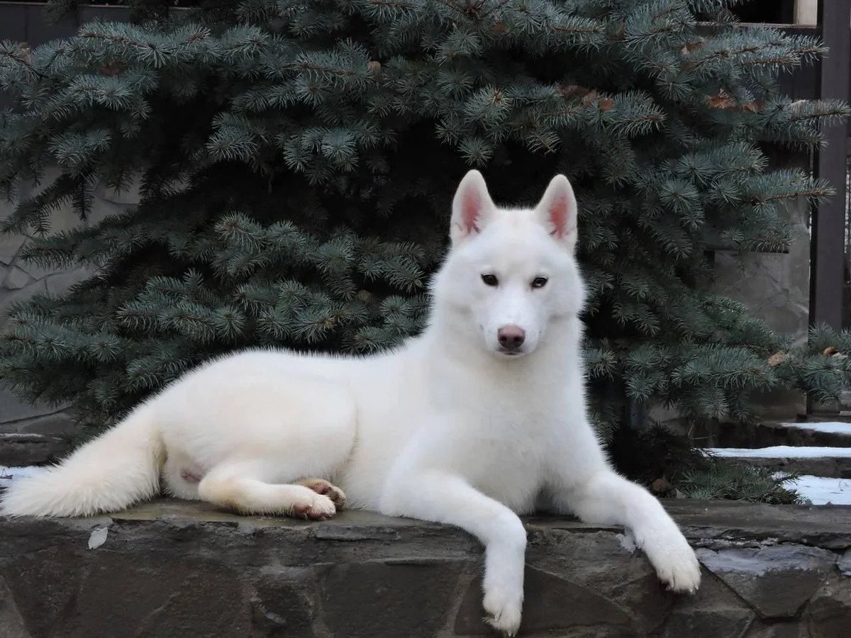 Сибирский хаски белый