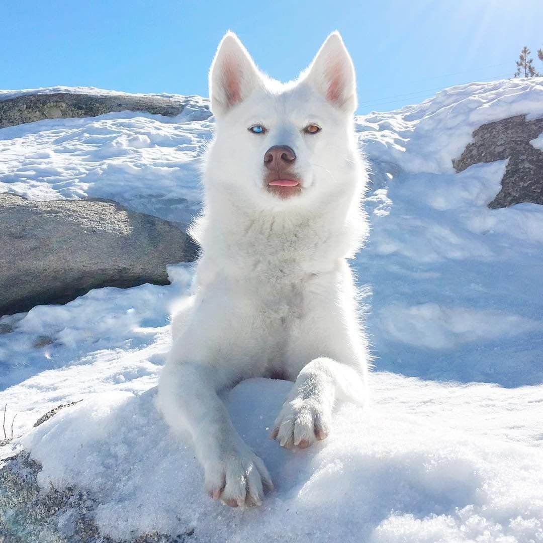 Сибирский хаски альбинос