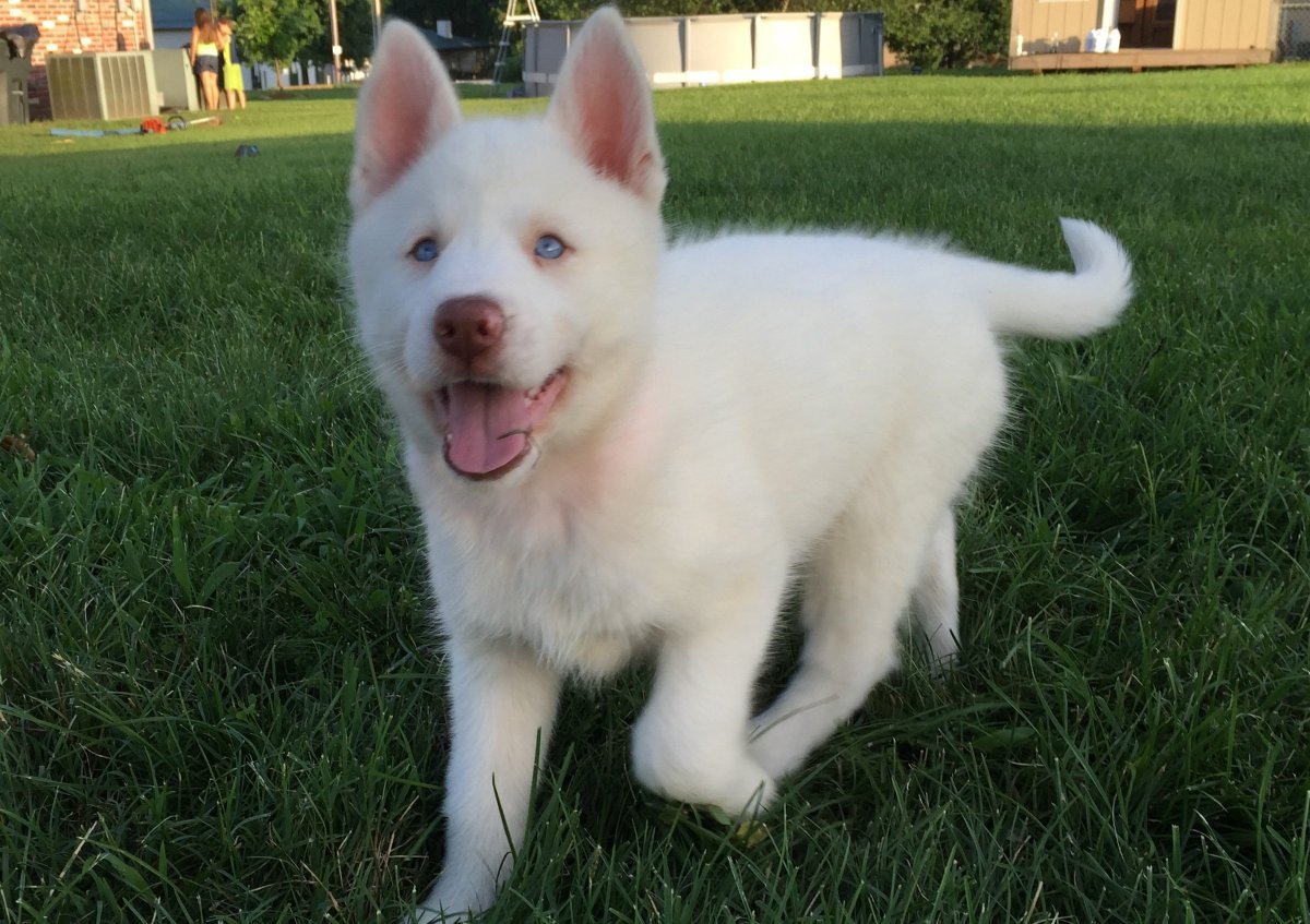 Якутская лайка альбинос