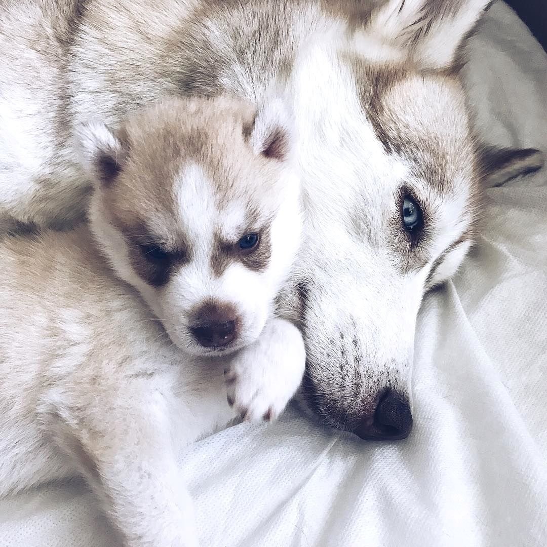 Щенки лайки маленькие