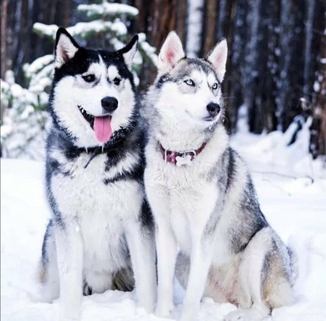 Семья с собакой хаски