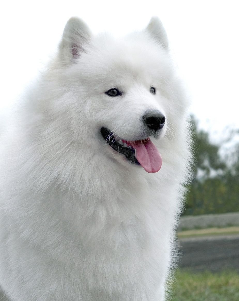 Аляскинский маламут белый