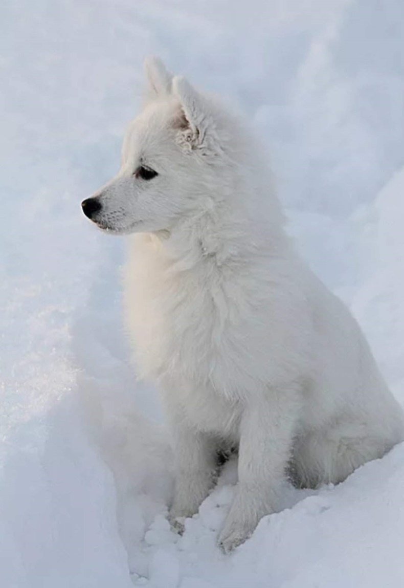 Волчий самоед