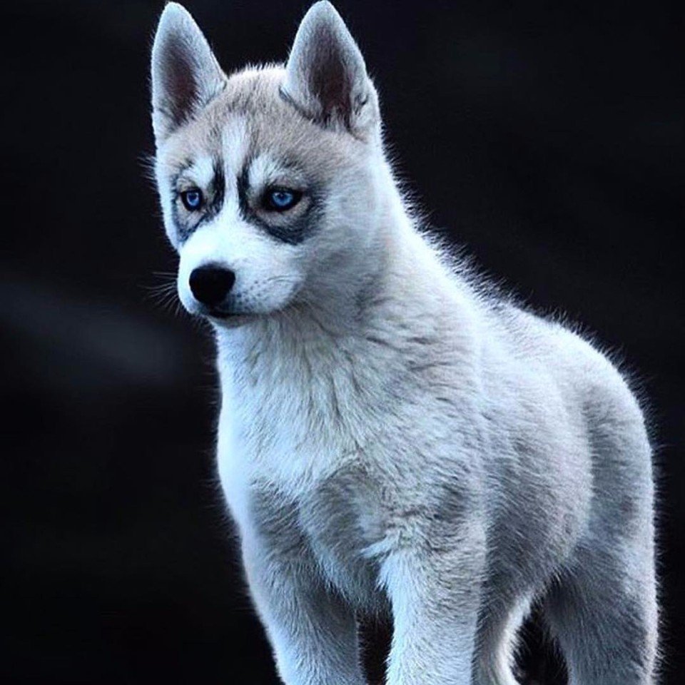 Северная хаски белая