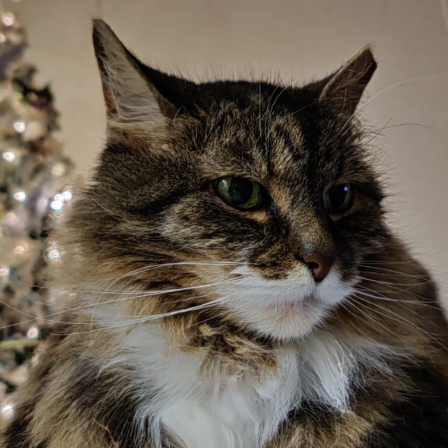 Грюнендаль альбинос